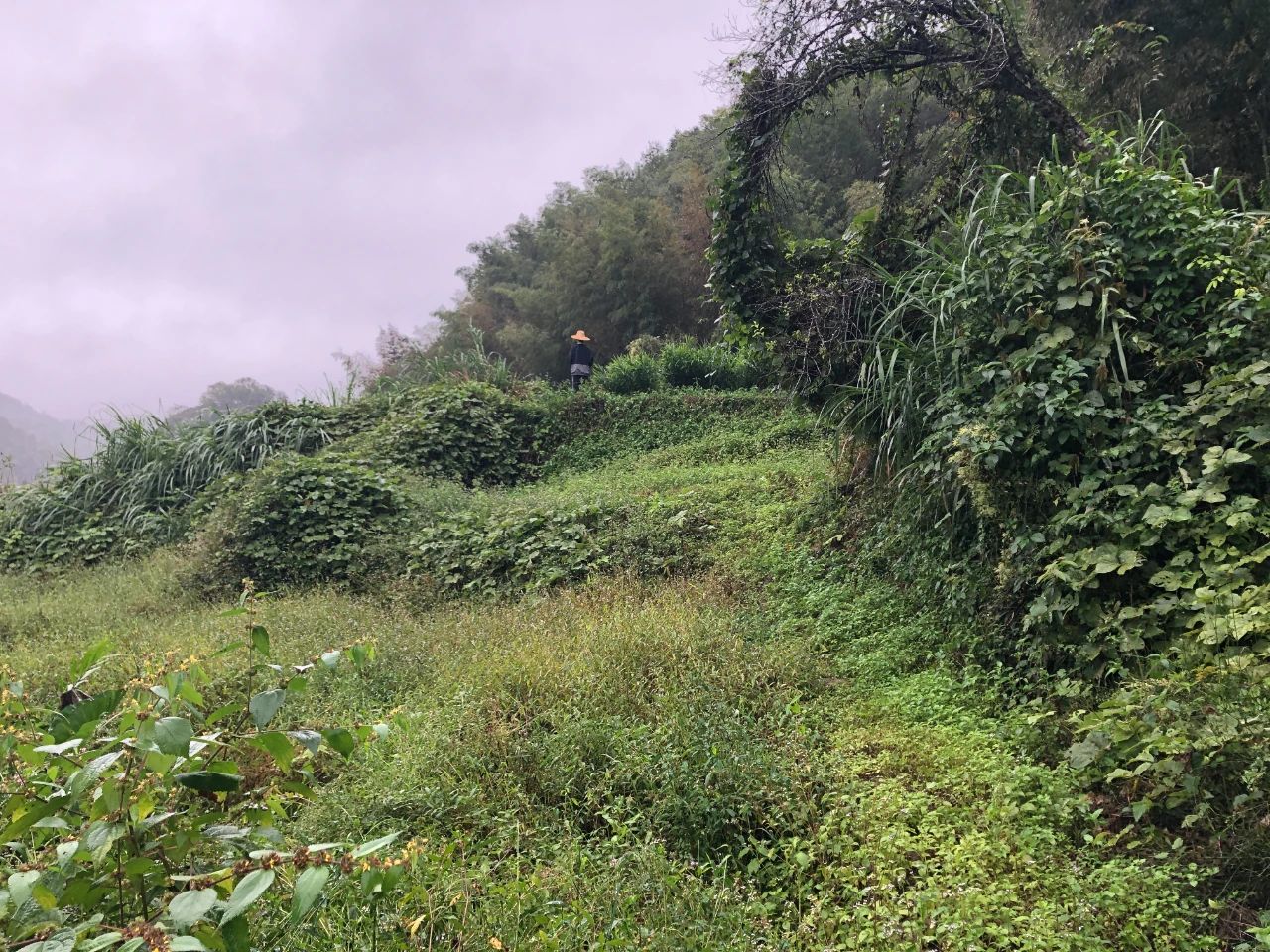 龙8头号玩家规划 | 我司土地整治项目二次荣登央视，荒地变良田，智绘好丰景